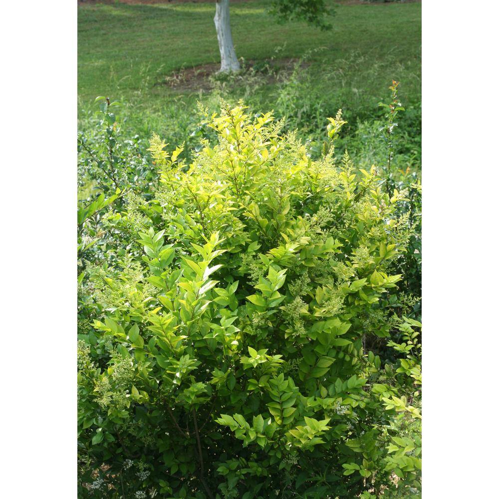 Golden Ticket Privet Shrub with White Flowers and Yellow Foliage, 1 Gallon