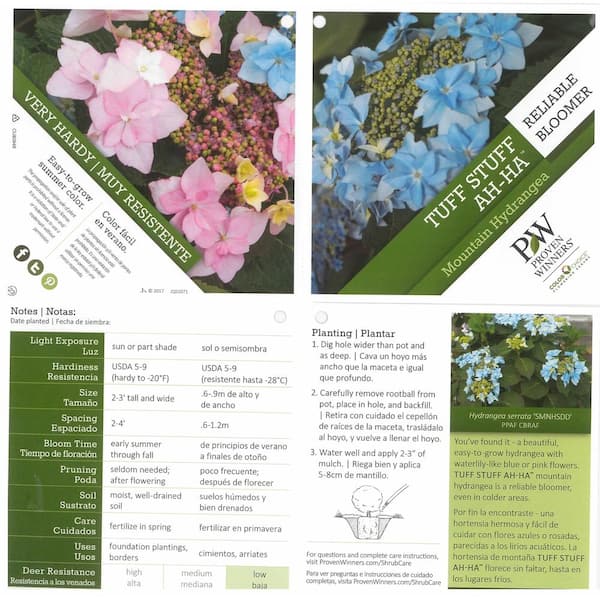 Reviews for PROVEN WINNERS  in. Qt. Tuff Stuff Ah-Ha (Mountain Hydrangea)  Live Shrub with Pink to Blue Flowers | Pg 1 - The Home Depot