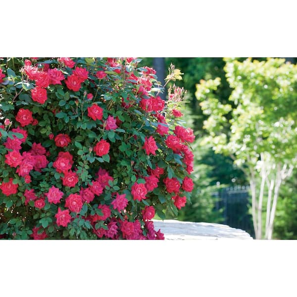 KNOCK OUT 1 Gal. Red Double Knock Out Rose Bush with Red Flowers