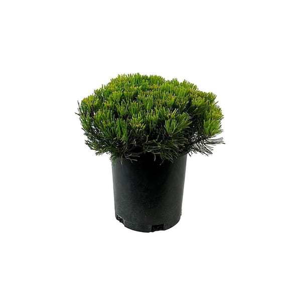 Unbranded 2.5 Qt. Dwarf Mugo Pine Live Shrub with Dark Green Needled Foliage