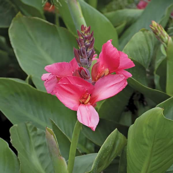 METROLINA GREENHOUSES 2.5 Qt. Cannova Rose Canna Lily Plant