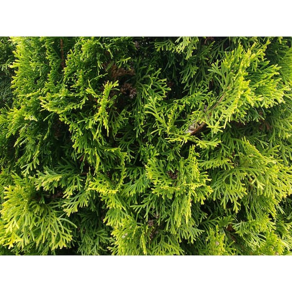 thuja f komplex anwendungsgebiete Thuja Dnger flssig - Fr gesunde Thuja Pflanzen!