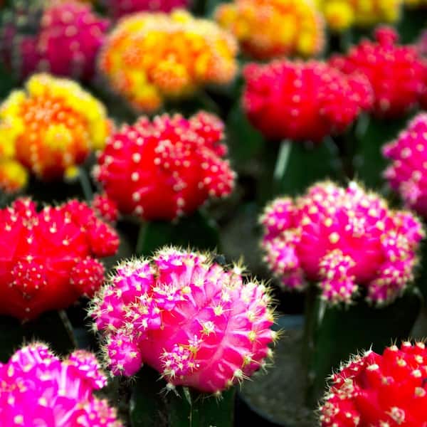 SMART PLANET 2.5 in. Assorted Grafted Cactus (3-Pack) 0881022