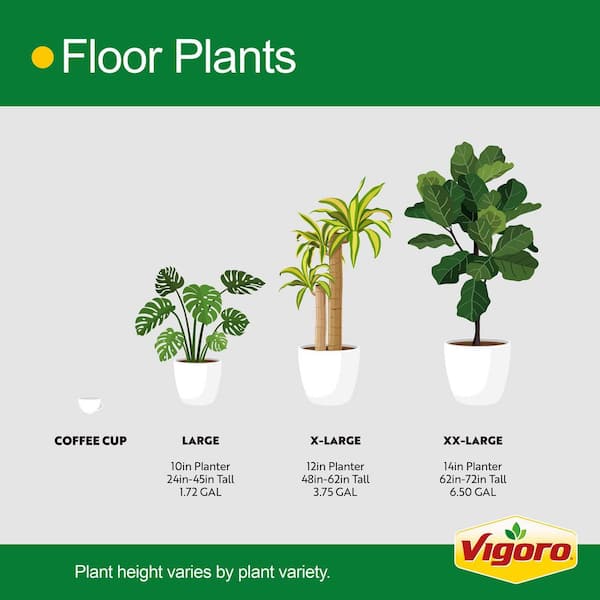 Vigoro 10 in. Fiddle Leaf Lyrata Standard and (2) 6 in