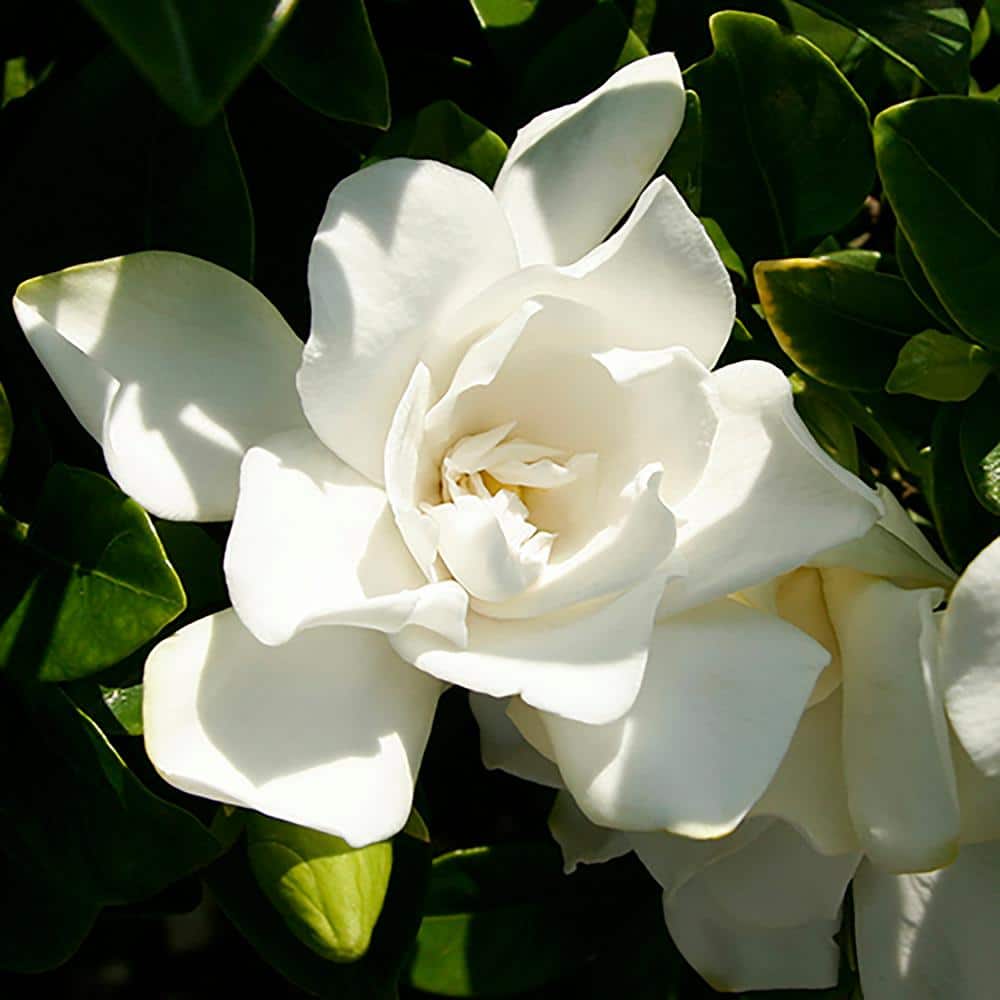 Southern Living Jubilation Gardenia 2-Gallon Fragrant White Flowers