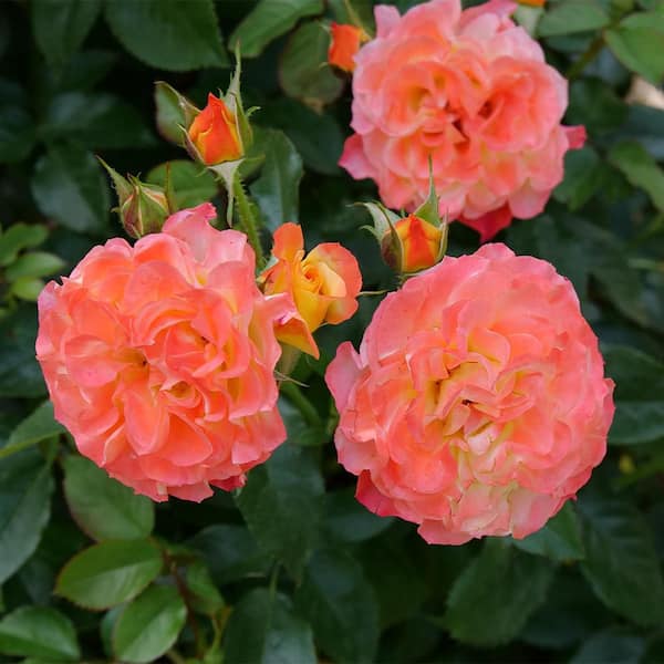 PROVEN WINNERS 2 Gal. En Fuego Rose Plant with Yellow, Red, and