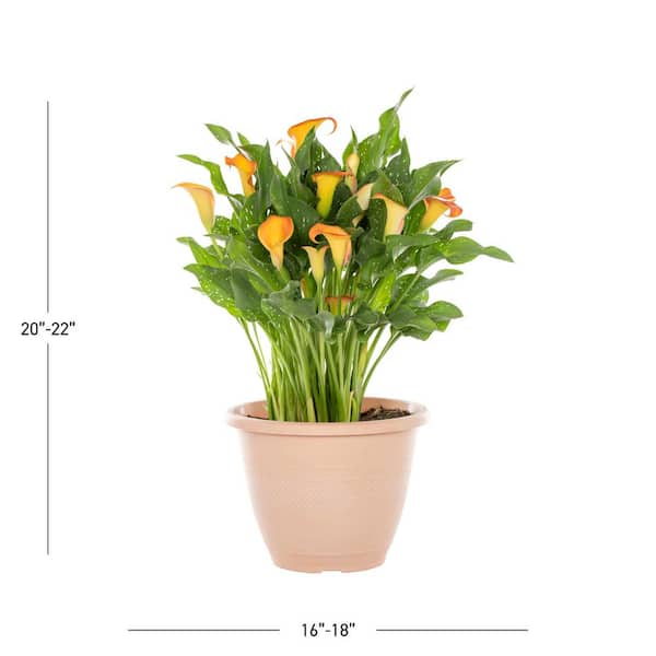 METROLINA GREENHOUSES 1.75 Gal. Deco Pot Calla Lily 'Captain Brunello'  Orange Perennial Plant SI003673 - The Home Depot