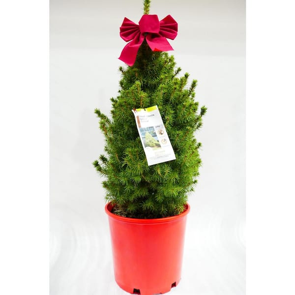 BELL NURSERY 3 Gal. Dwarf Alberta Spruce Live Evergreen Shrub in Holiday Pot with Red Decorative Bow