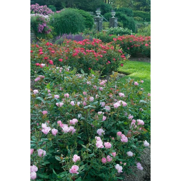 KNOCK OUT 1 Gal. White Knock Out Rose Bush with White Flowers 13170 - The  Home Depot