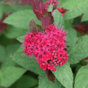 2 Gal. Double Play Doozie (Spirea) Live Shrub with Pink Flowers