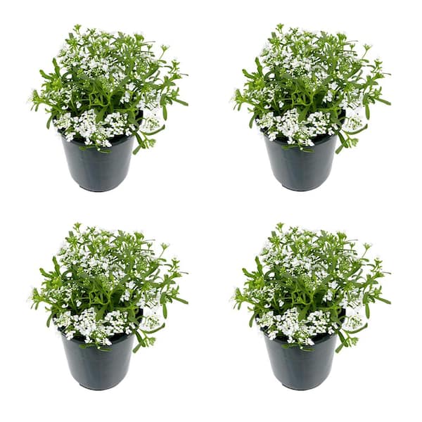 Unbranded Perennial Iberis White 2.5 Qt. - 4-Pack