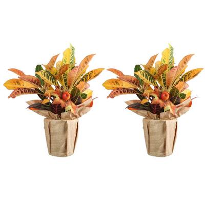 Croton Petra in Wrap with Pick (2-Pack)