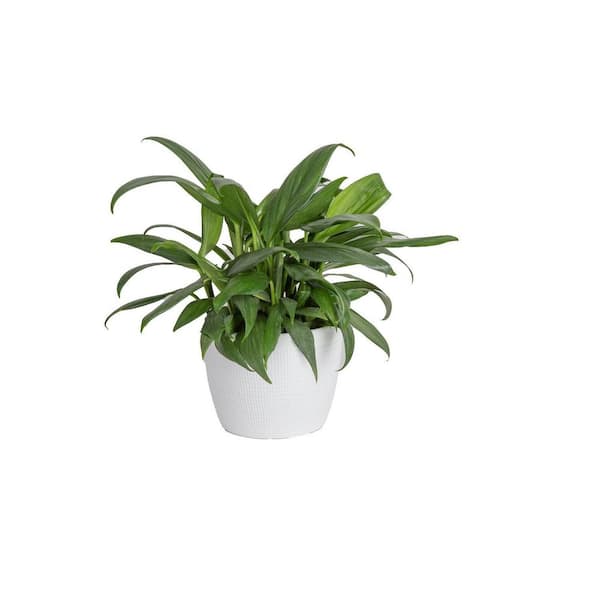6 in. Trending Tropical Epipremnum Asplisimum Plant in Deco Pot