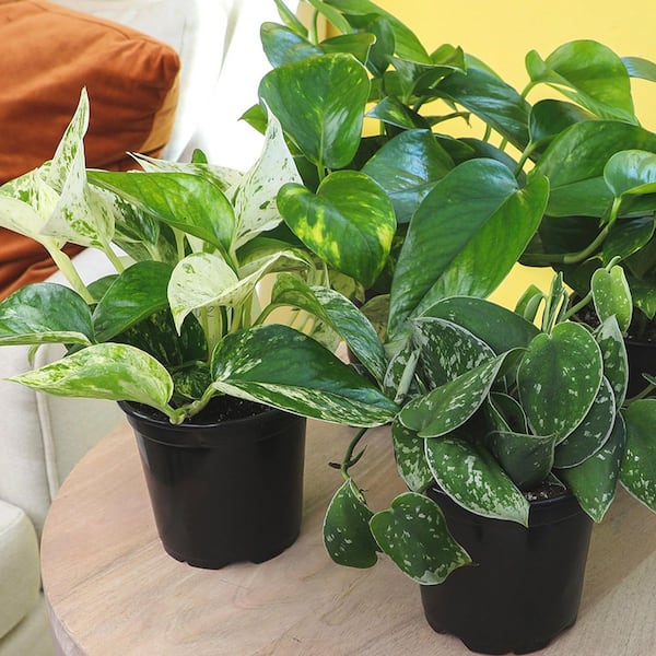 Easy Live Pothos (3-Pack), Clean Air Plants, 4.25 in. Grower Pots Pots, Popular Indoor House Plants, Approx. 9 in. Tall
