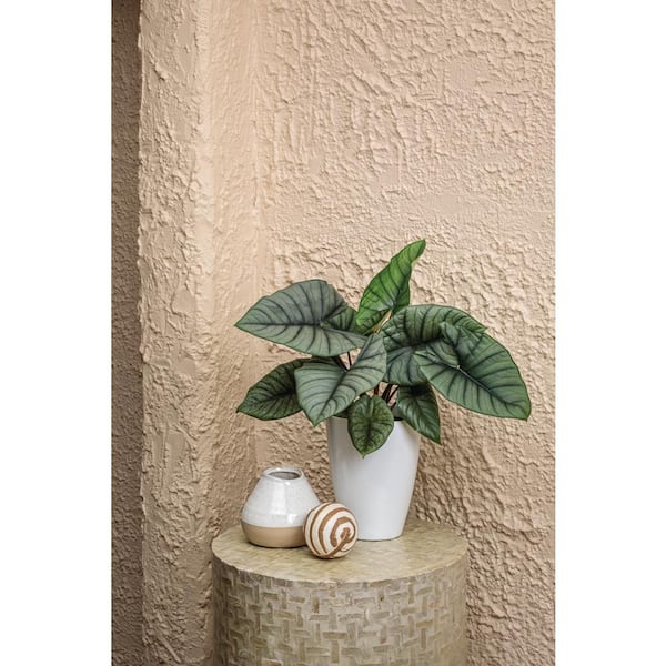 LEAFJOY Elephant Ear Alocasia QuickSilver in 5in. White Ceramic Container