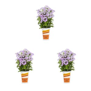 2 Qt. Phlox Paniculata 'Flame Pro Purple' Purple Perennial Plant (3-Pack)