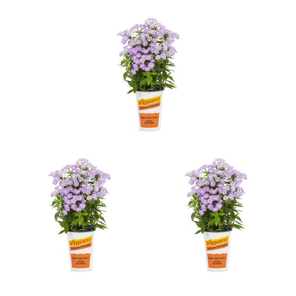 Vigoro 2 Qt. Phlox Paniculata 'Flame Pro Purple' Purple Perennial Plant (3-Pack)