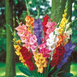 Gladiolus Bulb Mixture, Assorted Colored Flowers (50-Pack)
