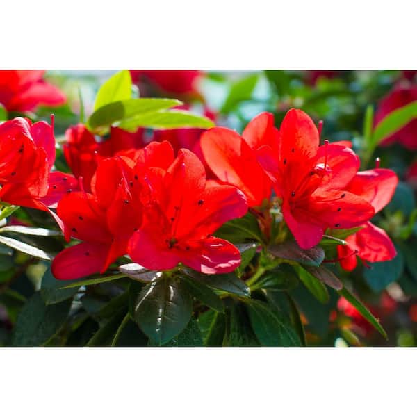 BELL NURSERY 1 Gal. Azalea Johanna Live Flowering Evergreen Shrub