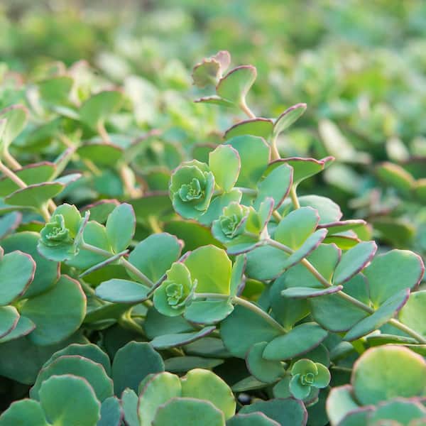 Spring Hill Nurseries 3 in. Pot Blue Creeping Sedum Ground Cover with Blue/Green Foliage Edged in Pink Live Perennial Plant (1-Pack)