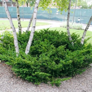2.25 Gal. Pot Tautoni Spreading Yew (Taxus), Live Evergreen Shrub (1-Pack)