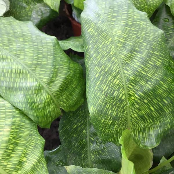 Wekiva Foliage Calathea Musaica-Network Prayer Plant-Live Plant in a 6 in.  Growers Pot-Calathea Musaica Network-Houseplants CalMus6x1 - The Home Depot