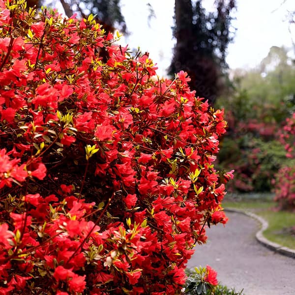 national PLANT NETWORK 2.5 Qt. Hot Shot Azalea Plant with Red