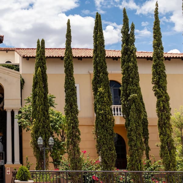 2.5 qt. Italian Cypress (Cupressus Sempervirens) Live Evergreen Tree, Narrow Columnar Growth