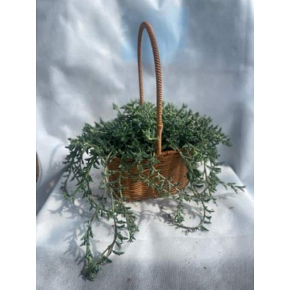 3-Piece Live Rooted Spreading Plant Senecio Peregrinus, Dolphin Chlorophytu