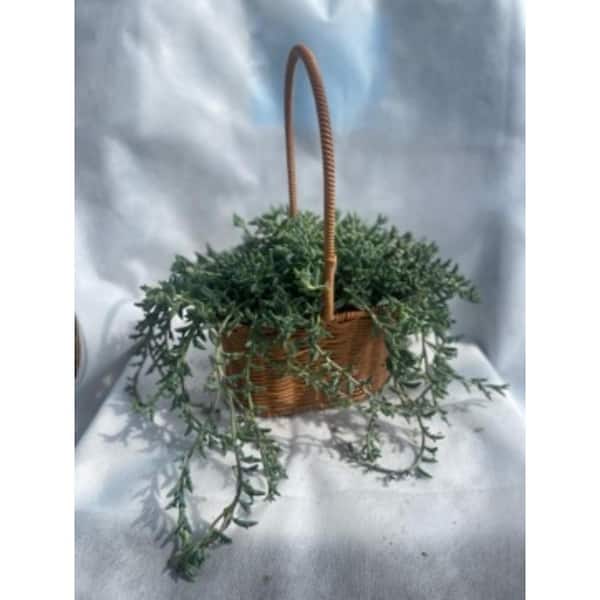 Unbranded 3-Piece Live Rooted Spreading Plant Senecio Peregrinus, Dolphin Chlorophytum