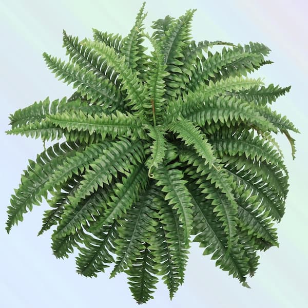 Larksilk 20 in. Green Artificial Boston Fern with 49 Fronds - 34 in. Diameter, Floral Home by Artificial Flowers