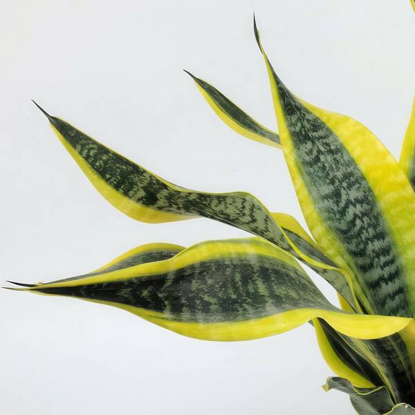 national PLANT NETWORK 4 in. Sansevieria Laurentii Superba Snake Plant in  Grower Containers (3-Pack) HD2358 - The Home Depot