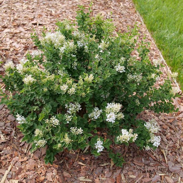 1 gal. Bloomerang Showmound Reblooming Lilac (Syringa Hybrid) Live Flowering Shrub with White Flowers