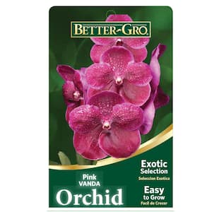 4 in. Orchid Pink Vanda Package Plant Plastic Basket