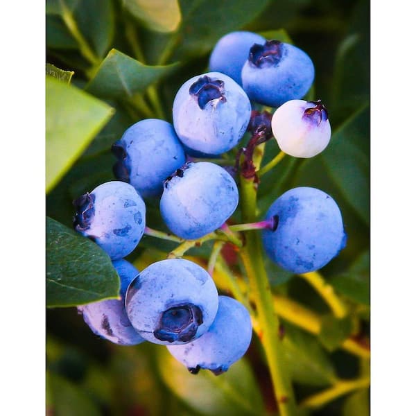 Wekiva Foliage Emerald Blueberry Plant-3 Live Starter Plants-Vaccinium-Edible Fruit Bearing Tree for The Patio and Garden