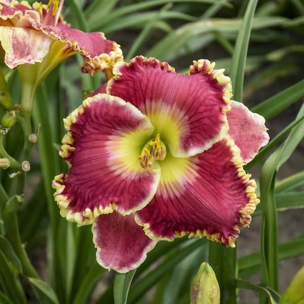 Bare Root Daylily Born to Run (3-Pack)
