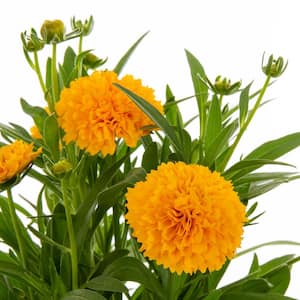 2.5 Qt. Solanna Yellow Golden Sphere Tickseed Plant