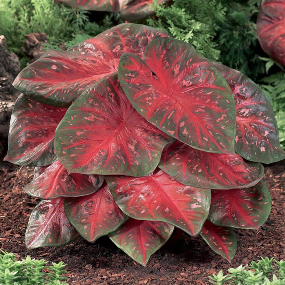 VAN ZYVERDEN Caladiums Fancy Leaf Red Flash Bulbs (Set of 6) 11171