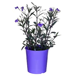 8.25 in. 1.5 Gal. Ruellia Plant Purple Flower in Grower's Pot