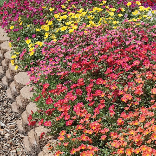 ALTMAN PLANTS #10 Mega Pazazz Portulaca Annual Plant with Assorted Flowers in Hanging Basket