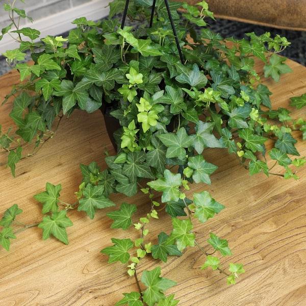 Vigoro 1 Qt. Pot Hedera English Ivy Plant in Grower 1004920178