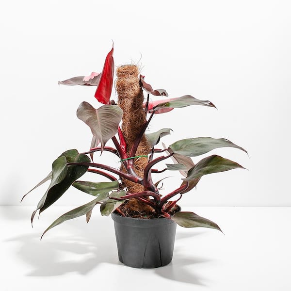 LIVELY ROOT Philodendron Pink Princess with Totem in 6 in. Grower Pot