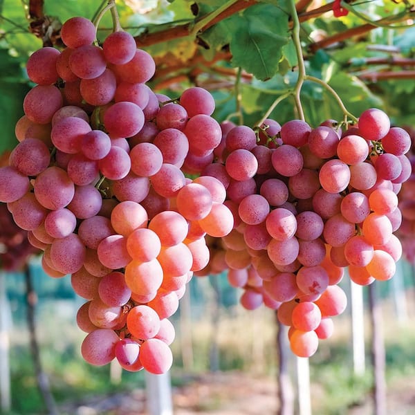 Grapes Einset Seedless Plant (Set of 1)