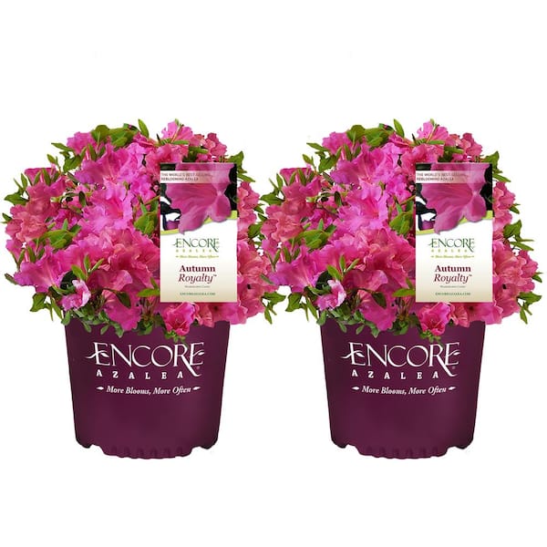 ENCORE AZALEA 1 Gal. Autumn Royalty Shrub with Pink Flowers (2-Pack)