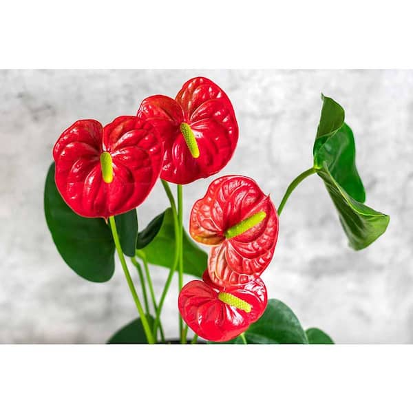 Wekiva Foliage Big Red Bird Anthurium-Live Starter Plants in 2 in. Growers  Pots-Anthurium-Elegant Indoor Houseplant 8R-90T2-PZ5M - The Home Depot