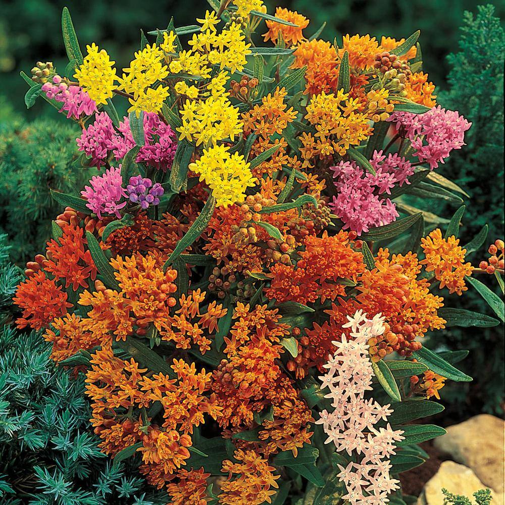 Spring Hill Nurseries Butterfly Weed Asclepias Mixture Live Bareroot Perennial Plants In Orange Flowers 5 Pack 06094 The Home Depot