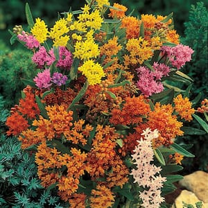 Butterfly Weed Asclepias Mixture Dormant Bare Root Perennial Plants Roots (5-Pack)