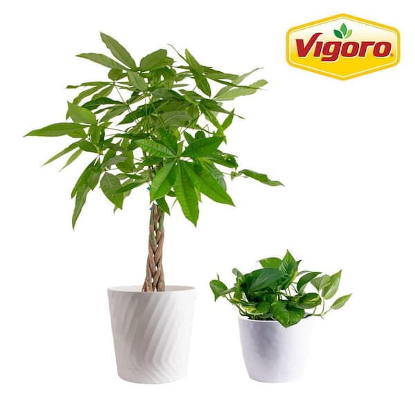Vigoro 10 in. Pachira Money Tree and 6 in. Golden Pothos Plant in White Decor Planter, (2 Pack)