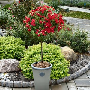 Bareroot Red Double Knock Out Rose Tree with Red Flowers