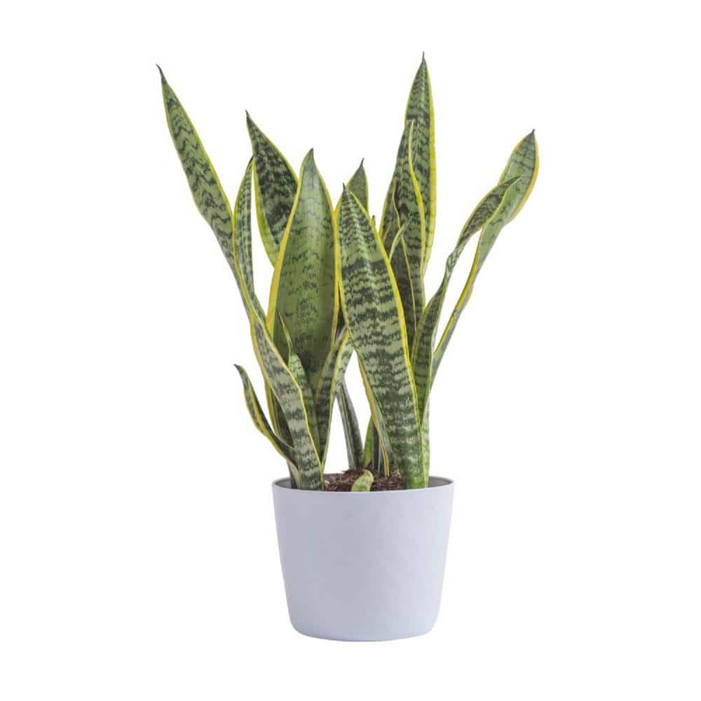 Sanseveria Artificiale Small Variegata H. 65 Cm. UVR